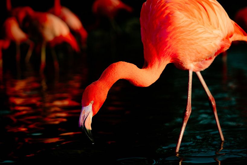 Flamingo von Myrthe Vlasveld