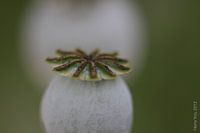 Papaverbol