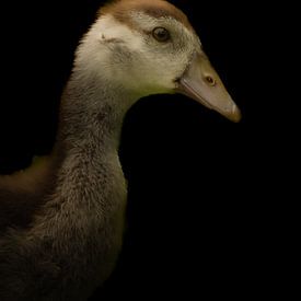 Goose chick by Bianca  Hinnen