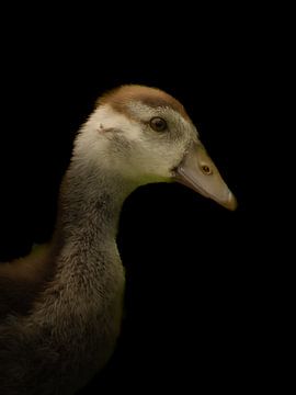 Goose chick by Bianca  Hinnen