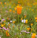 Oranje klaproos in bloemenveld van Berthilde van der Leij thumbnail