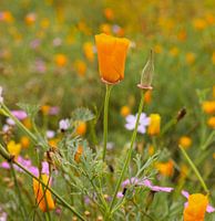 Oranje klaproos in bloemenveld