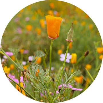 Oranje klaproos in bloemenveld van Berthilde van der Leij