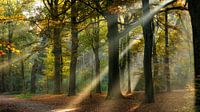 Lichtstrahlen in einem Herbstwald von Bram van Broekhoven Miniaturansicht