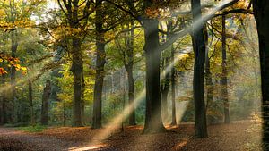 Lichtstralen in een herfst bos