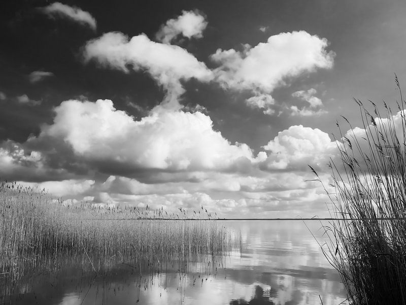 Saaler Bodden near Wustrow on the Darß 9 black and white by Jörg Hausmann