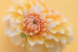 A sunny glow of warmth: a budding dahlia by Cindy Mulder