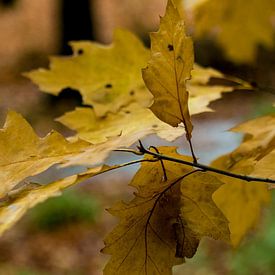 Herbstblätter mit kleinem Licht von Tjeerd Knier
