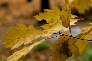 Herfst bladeren met kleine licht inval van Tjeerd Knier