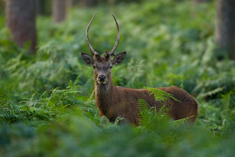 Bronze Red Deer striker in forest landscape with ferns by Jeroen Stel