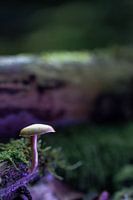 Lila Pilz I