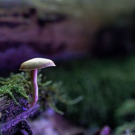 Purple paddenstoel I van Nienke Castelijns