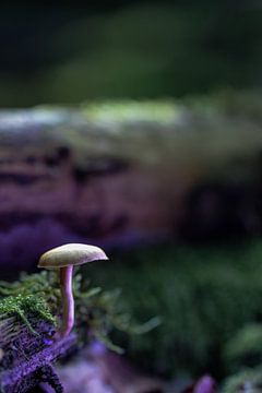 Purple mushroom I by Nienke Castelijns