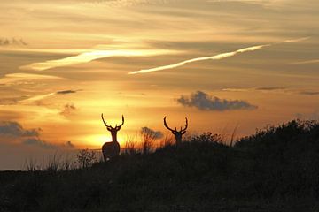 damherten by sunset van Yvonne Steenbergen