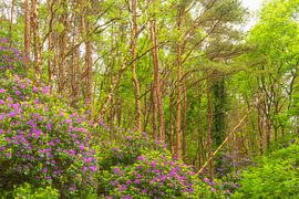 Rhododendrons - Killarney (Ierland) van Marcel Kerdijk