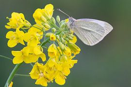 Klein koolwitje op koolzaad van Hugo Meekes