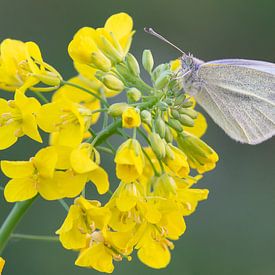 Cabbage white on cabbage seed by Hugo Meekes