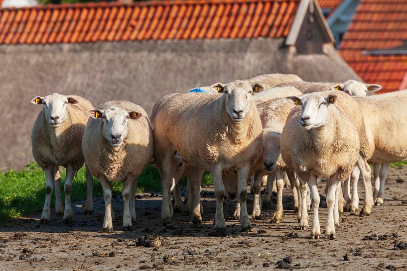 Schafe auf Deich, Elsfleth von Torsten Krüger