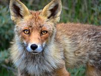 Vos in de Amsterdamse Waterleidingduinen
