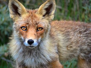 Vos in de Amsterdamse Waterleidingduinen