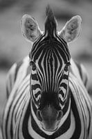 Zèbre, Namibie, Afrique