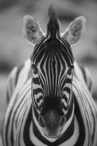 Zebra, Namibia, Afrika von Marco Verstraaten