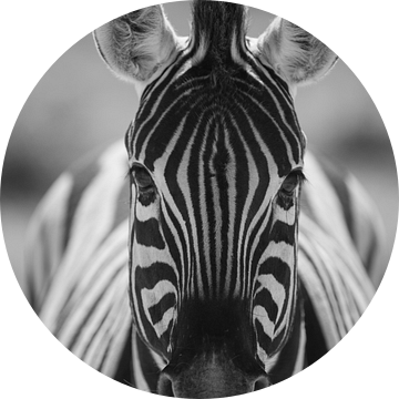 Zebra, Namibie, afrika van Marco Verstraaten