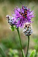 Flower with butterfly