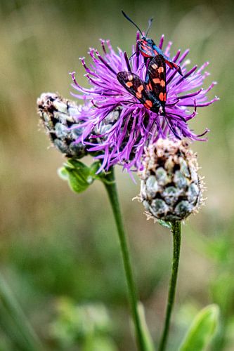 Blume mit Schmetterling