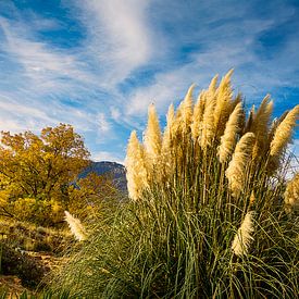 Vegetation and skies - natural still life by Theo Molenaar