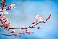 Blossom gegen den blauen Himmel von Arja Schrijver Fotografie Miniaturansicht