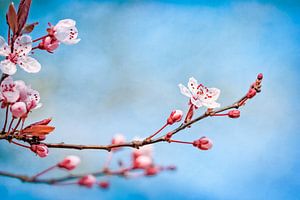 Fleurs contre le ciel bleu sur Arja Schrijver Photographe