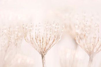 Winter fog in pastel