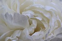 White rose