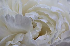 White rose by Pim van der Horst