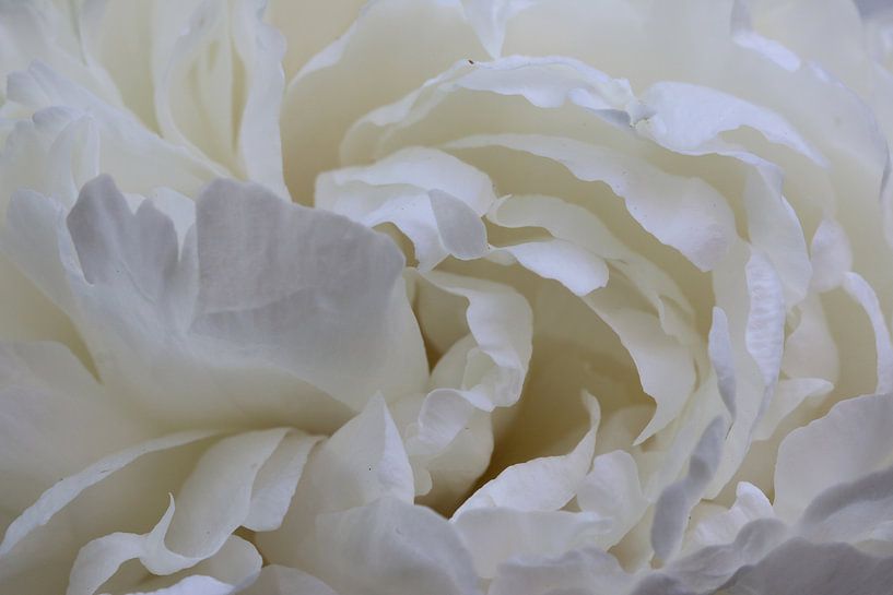 Witte roos van Pim van der Horst