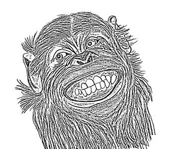 Chimpanzé sur Jose Lok