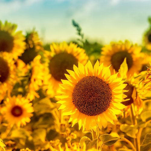 Brabant’s summer gold.