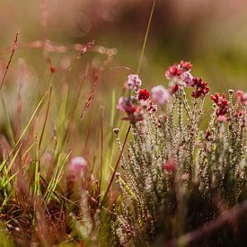 Heide Bloem van Yara Verstappen