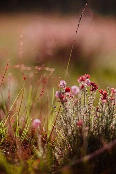 Heidekraut Blume von Yara Verstappen