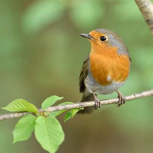 Rotkehlchen ( Erithacus rubecula ) sitzt im Frühling in einem Busch, schaut keck zur Seite wildlife,