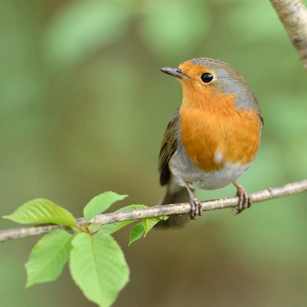 Rotkehlchen ( Erithacus rubecula ) sitzt im Frühling in einem Busch, schaut keck zur Seite wildlife, von wunderbare Erde