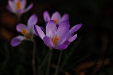 Krokus, der Frühling kommt von Lindy Schenk-Smit