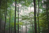 Mastbos mistige bos 1