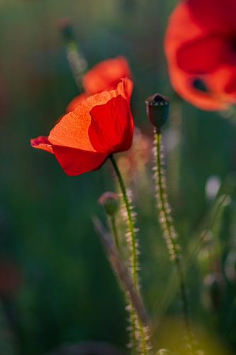 Mohnblume frühmorgens