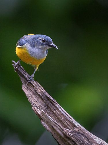Un oiseau mellifère à ventre orange sur une branche d'arbre
