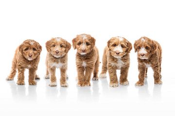 Fotografie honden/puppy's wit met spiegelbeeld. Compositie van meerdere honden van Ellen Van Loon