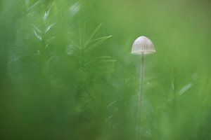 Kleiner Pilz im Moos versteckt