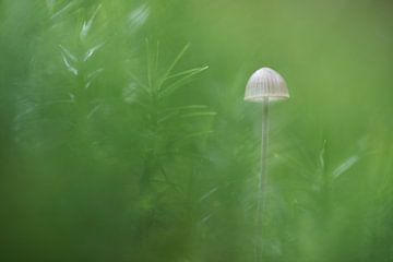 Kleine paddenstoel verscholen in mos van Cor de Hamer