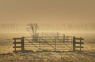 Alblasserwaard - Mistige Zonsopkomst van Frank Smit Fotografie thumbnail
